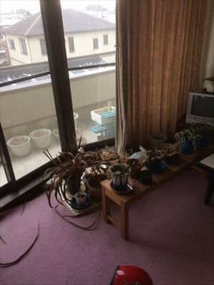 は観葉植物の鉢やプランターがたくさんありました。