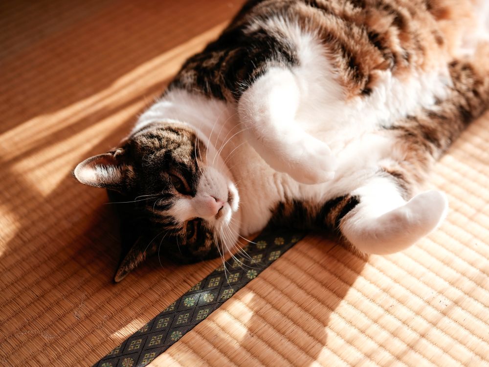 猫が畳の上で寝ている写真