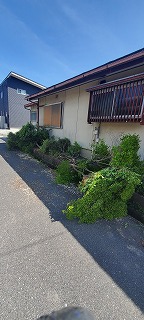 木の伐採