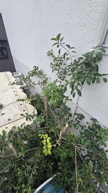 伐採途中
